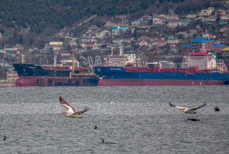 В Новороссийск на зимовку прилетели пеликаны