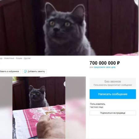 В Краснодаре продают кота за 700 миллионов рублей